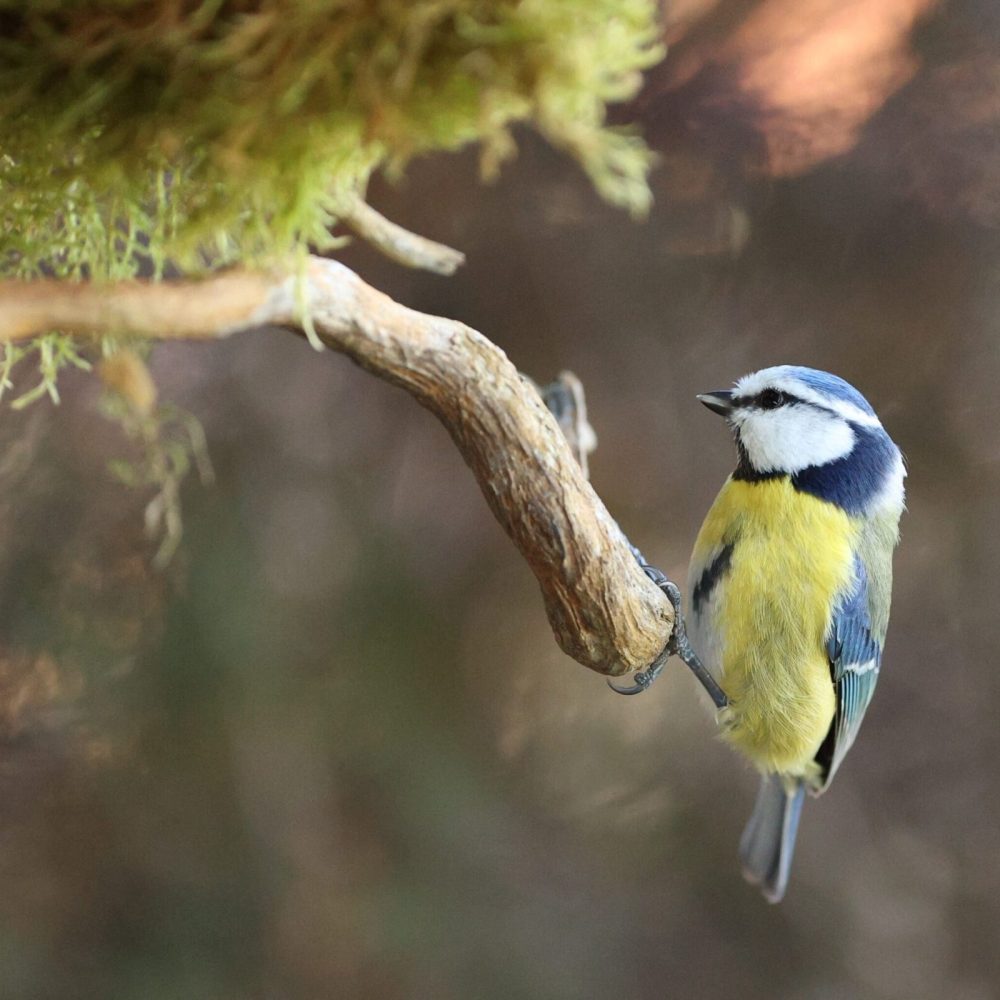 Faune Ariégeoise (09)