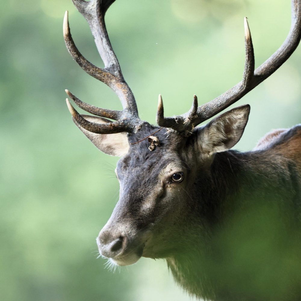 Faune Ariégeoise (09)