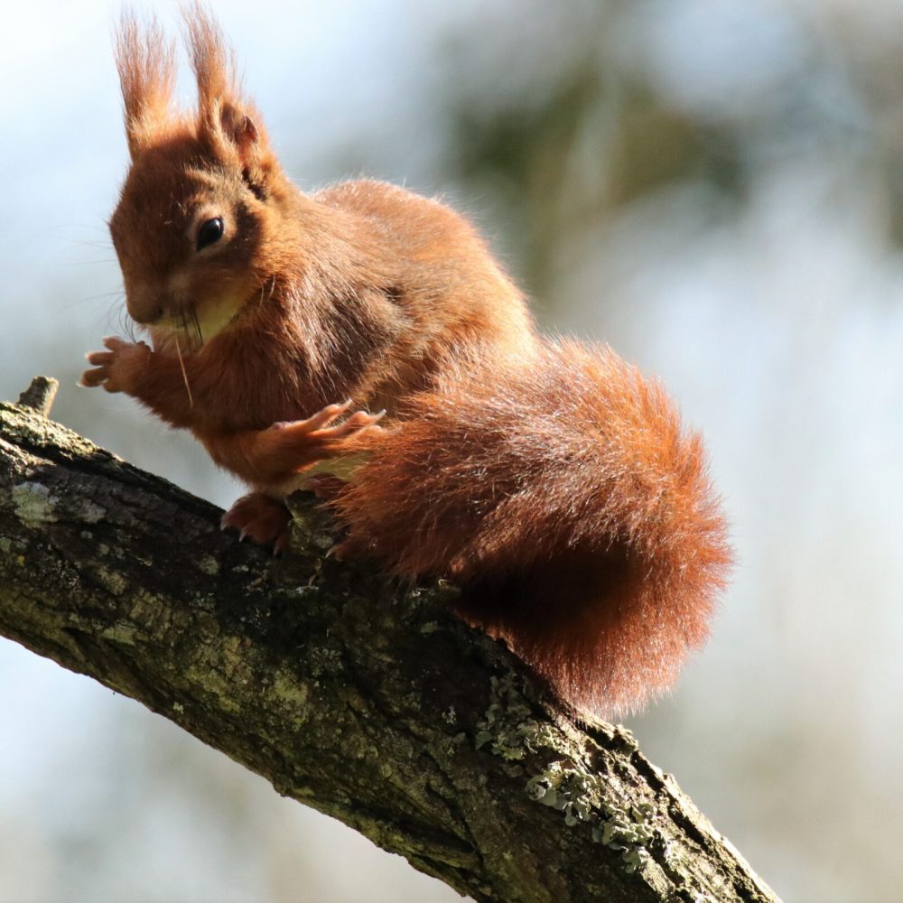 Faune Ariégeoise (09)