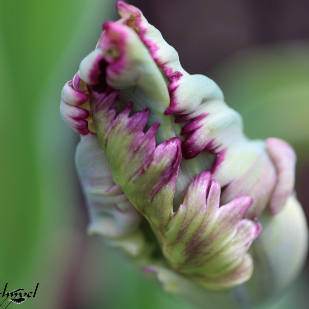 Flore Ariégeoise (09)