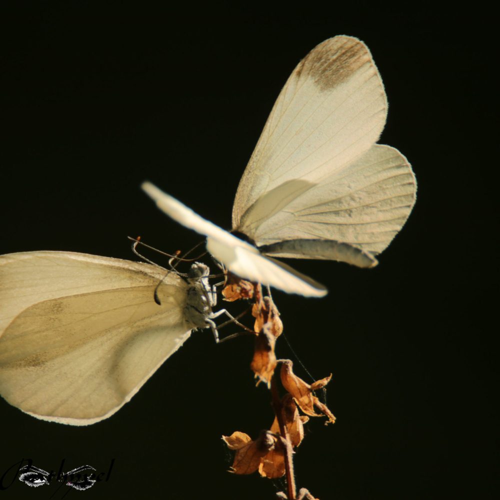 Faune Ariégeoise (09)