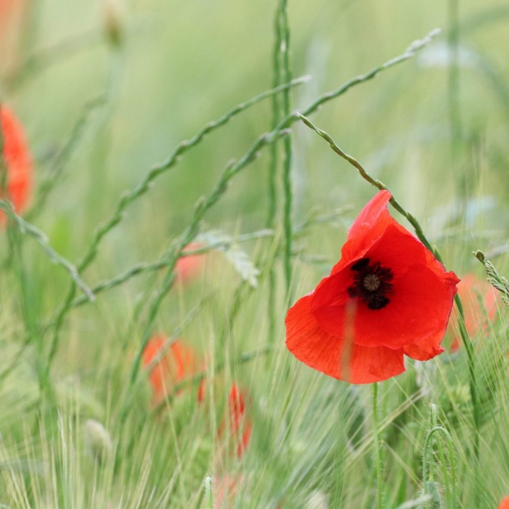 Flore Ariégeoise (09)