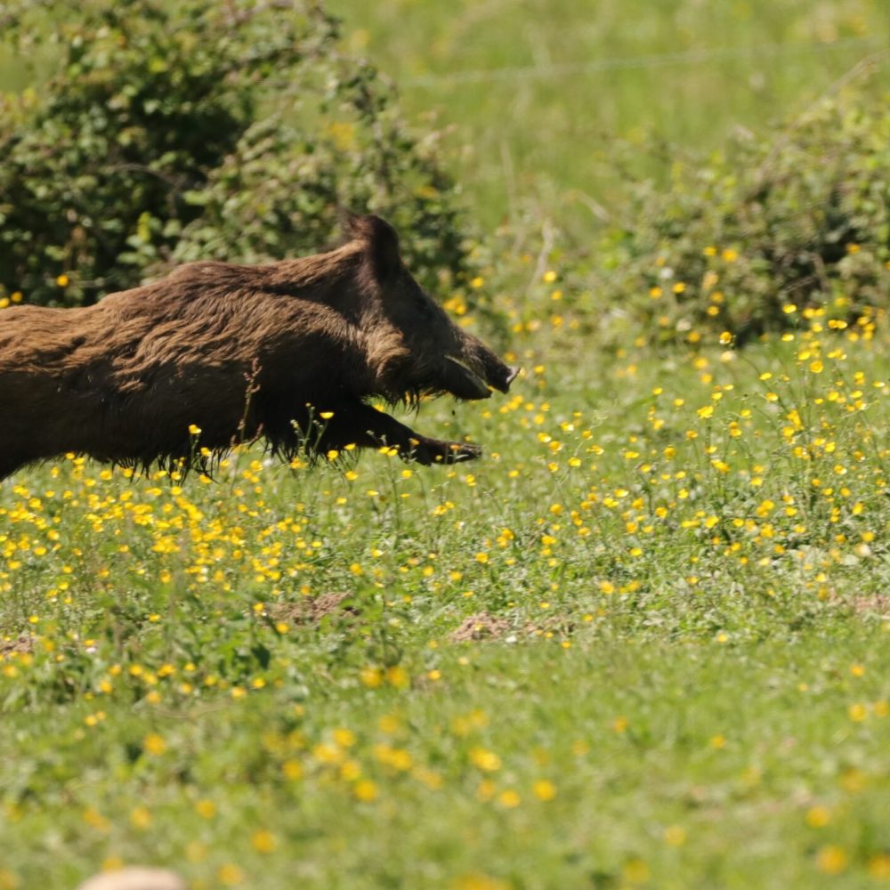 Faune Ariégeoise (09)