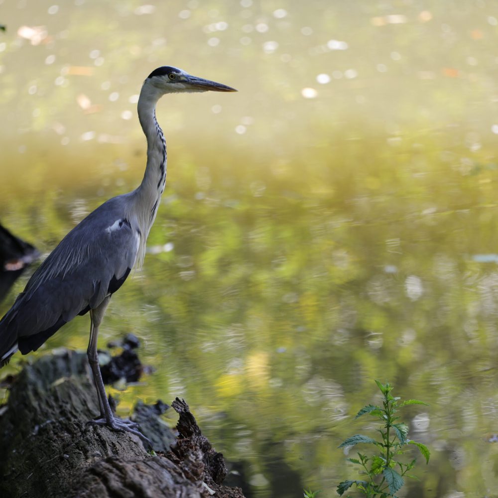 Faune Ariégeoise (09)