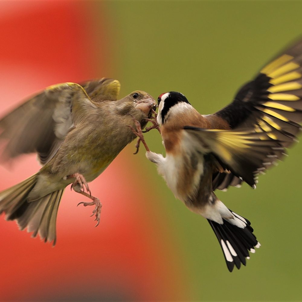 Faune Ariégeoise (09)