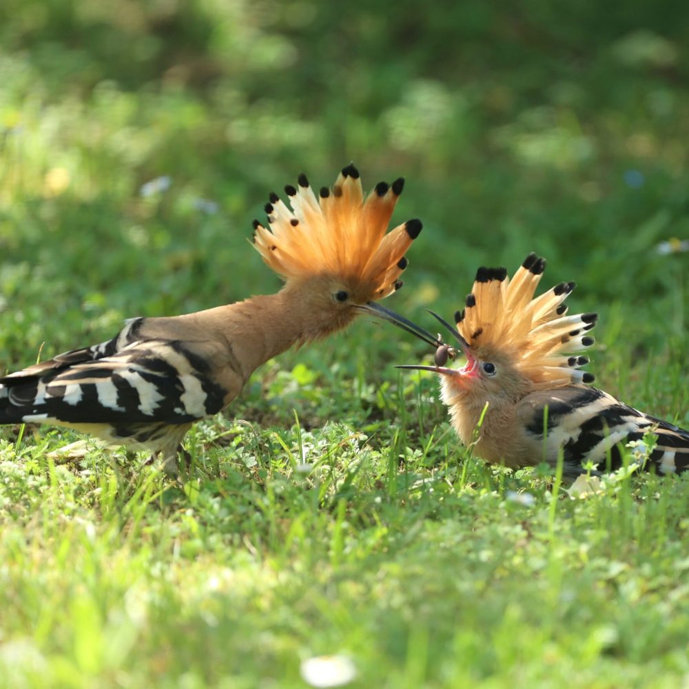 Faune Ariégeoise (09)