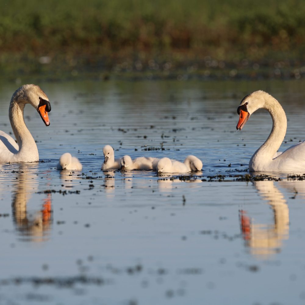 Faune Ariégeoise (09)