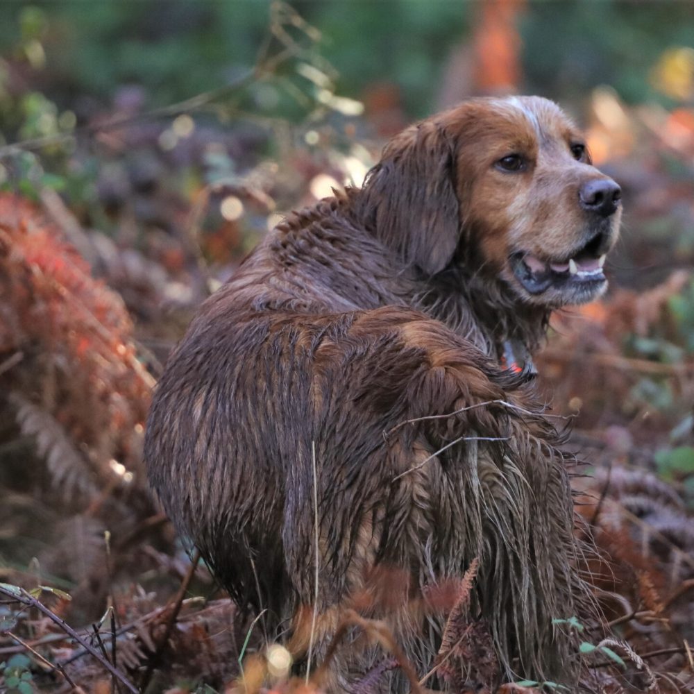 Photo canine (chien) Ariège (09)