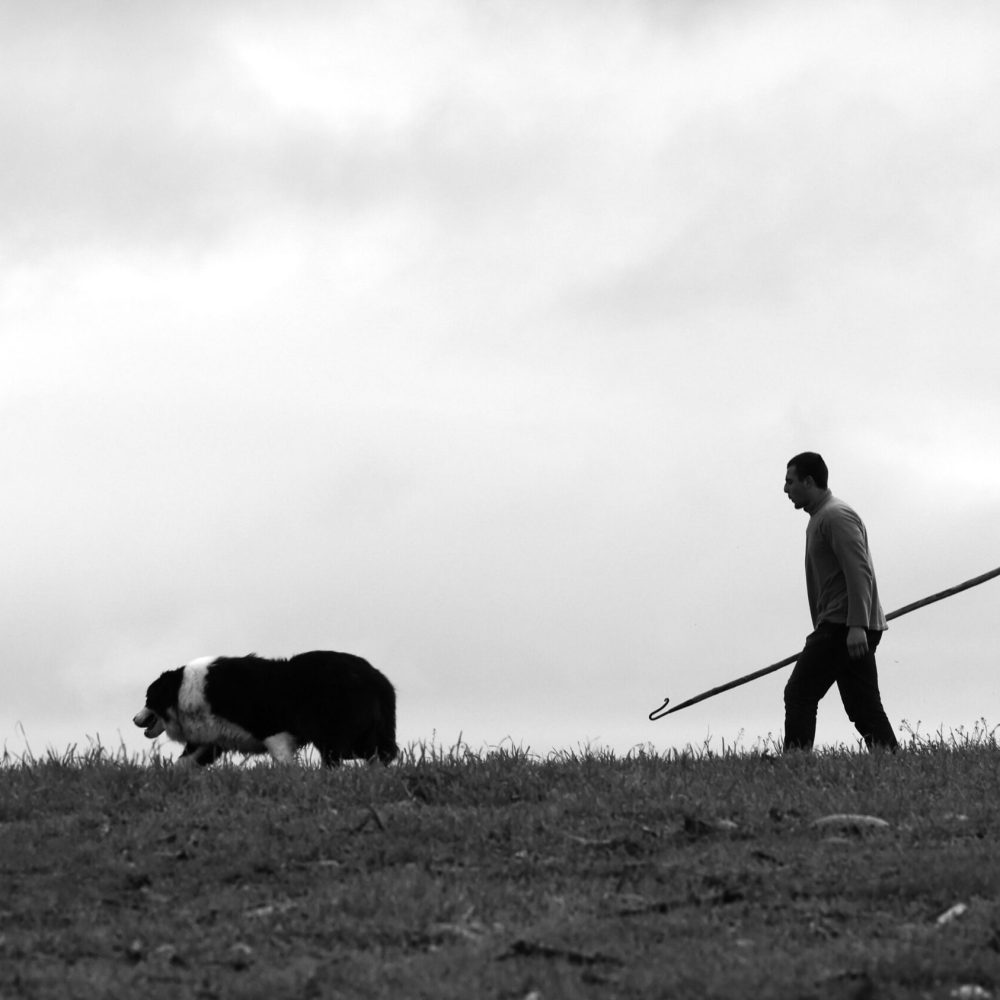 Photo troupeau et berger en Ariège (09)