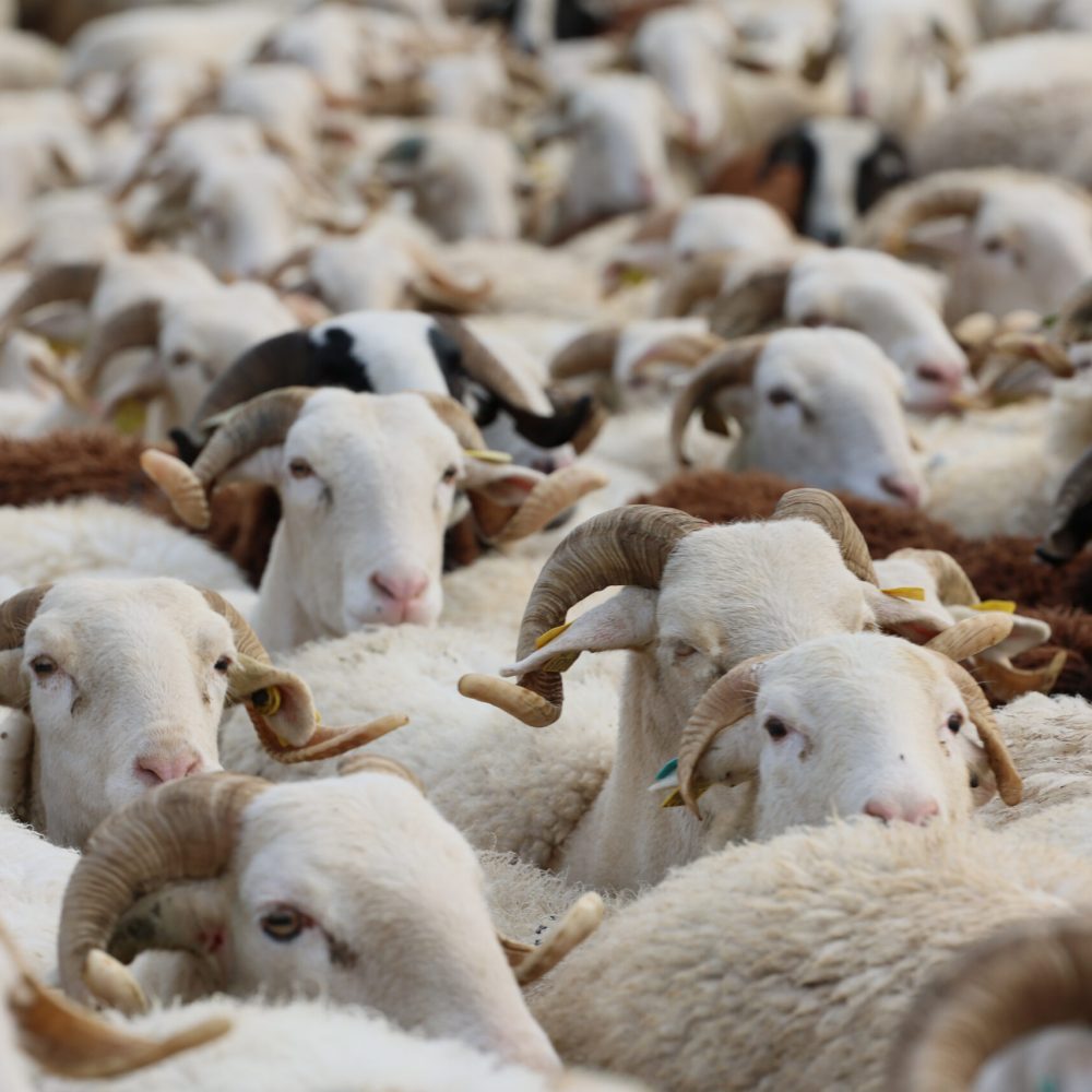 Photo troupeau et berger en Ariège (09)