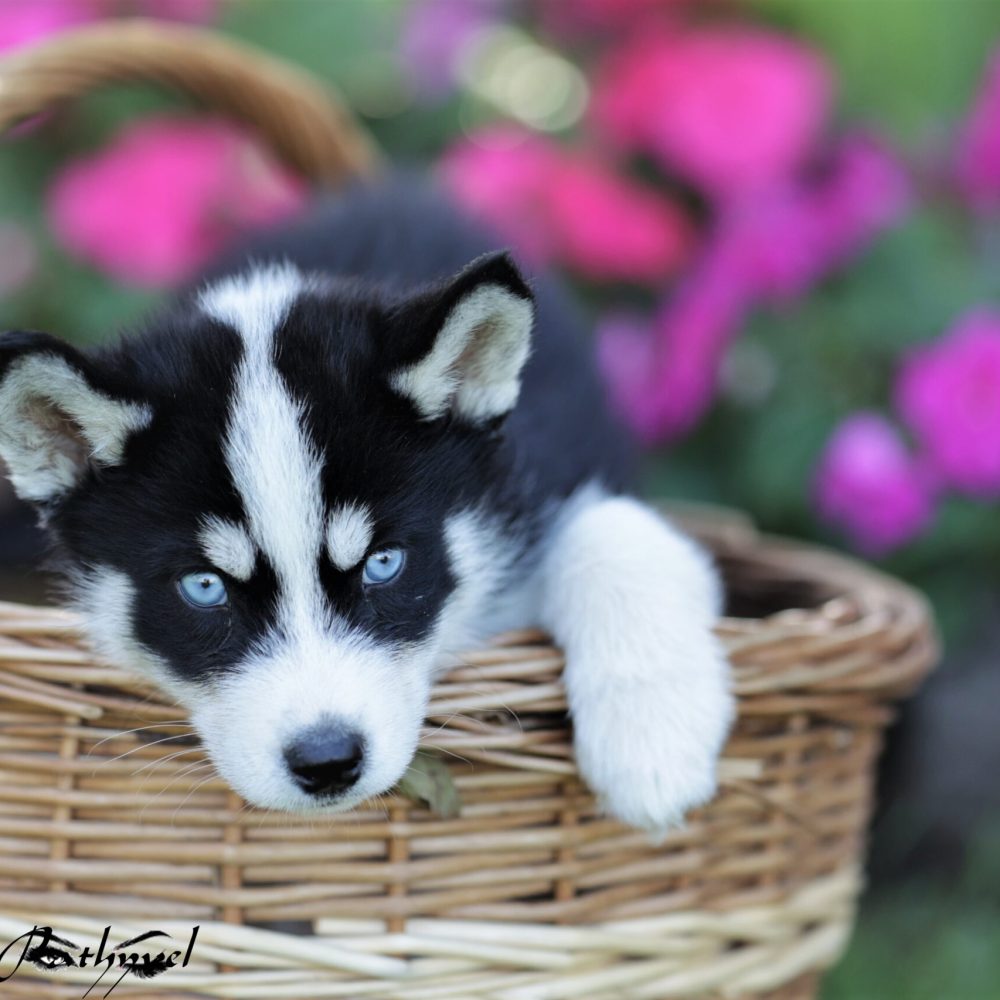 Photo canine (chien) Ariège (09)