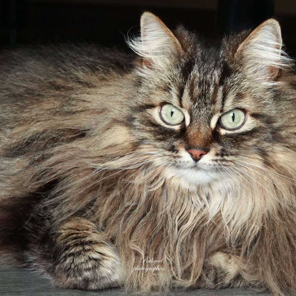 Photo feline (chat) Ariège (09)