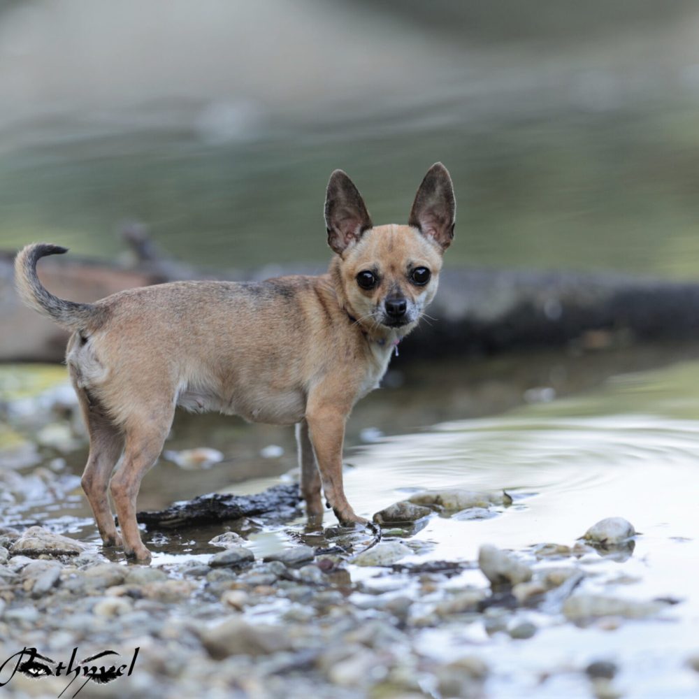 Photo canine (chien) Ariège (09)