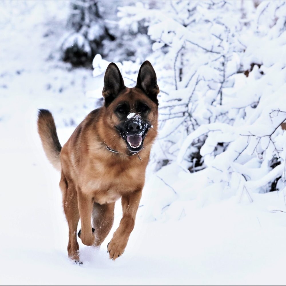 Photo canine (chien) Ariège (09)